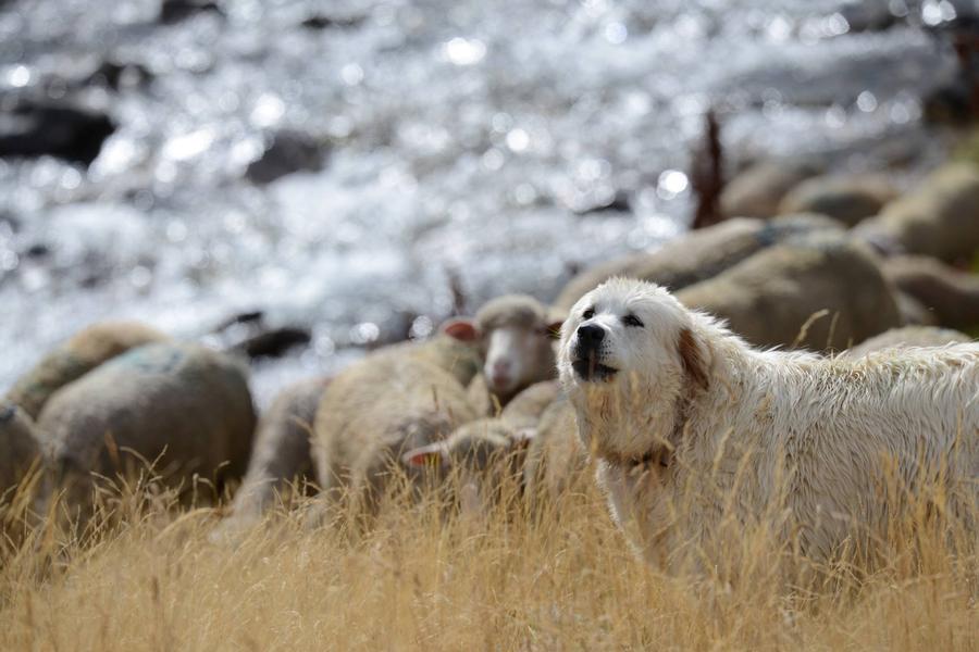 Chien de protection Chien de protection