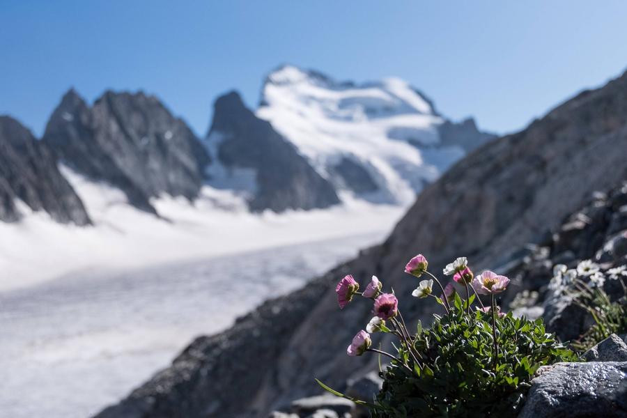 Renoncule des glaciers Renoncule des glaciers