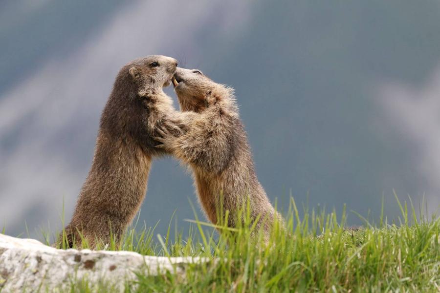 MARMOTTES MARMOTTES