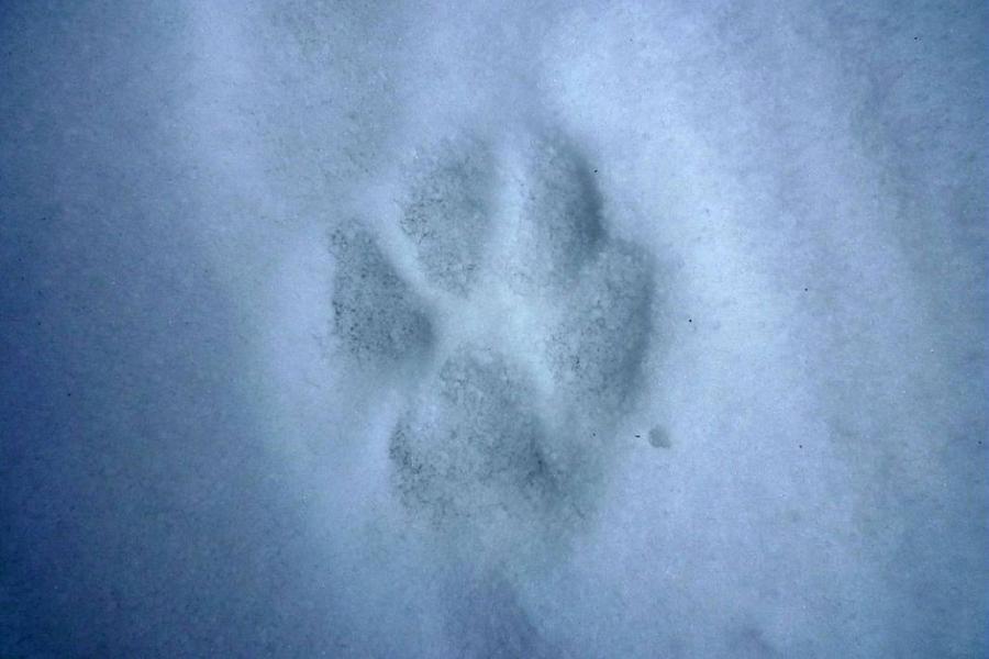 trace_de_Loup_gris_dans_la_neige © Thierry Maillet - Parc national des Ecrins trace_de_Loup_gris_dans_la_neige © Thierry Maillet - Parc national des Ecrins