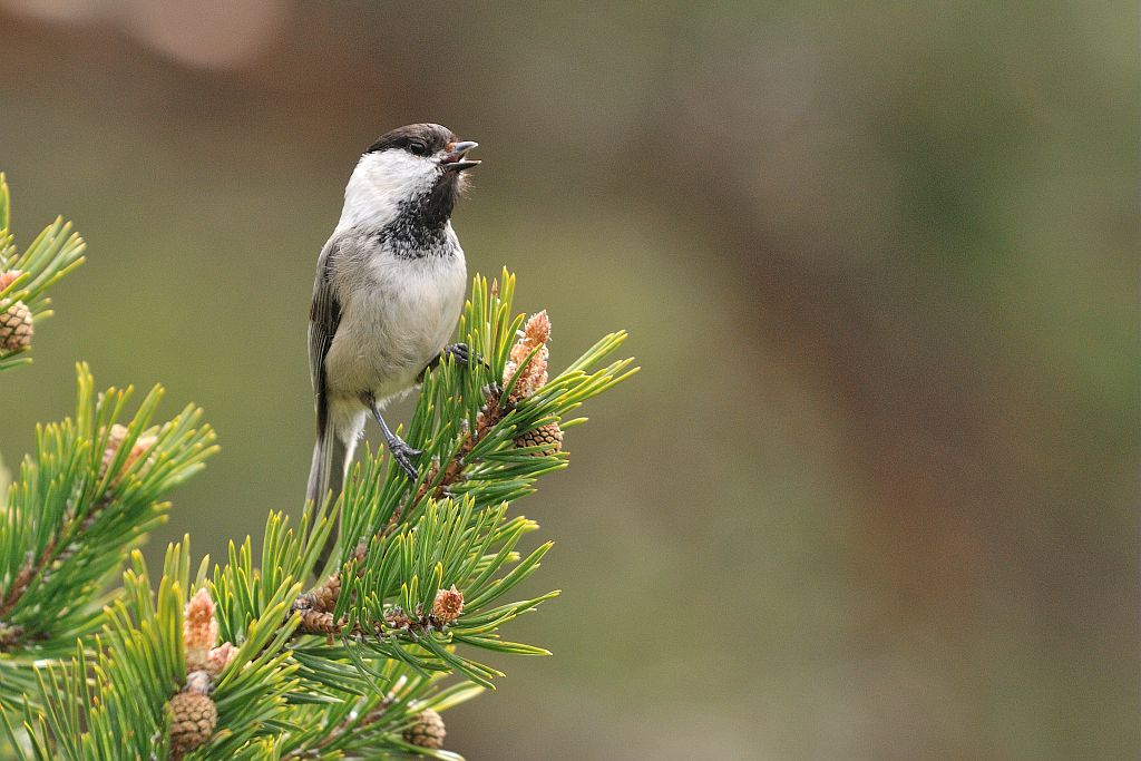 photo M.Coulon - Parc national des Ecrins