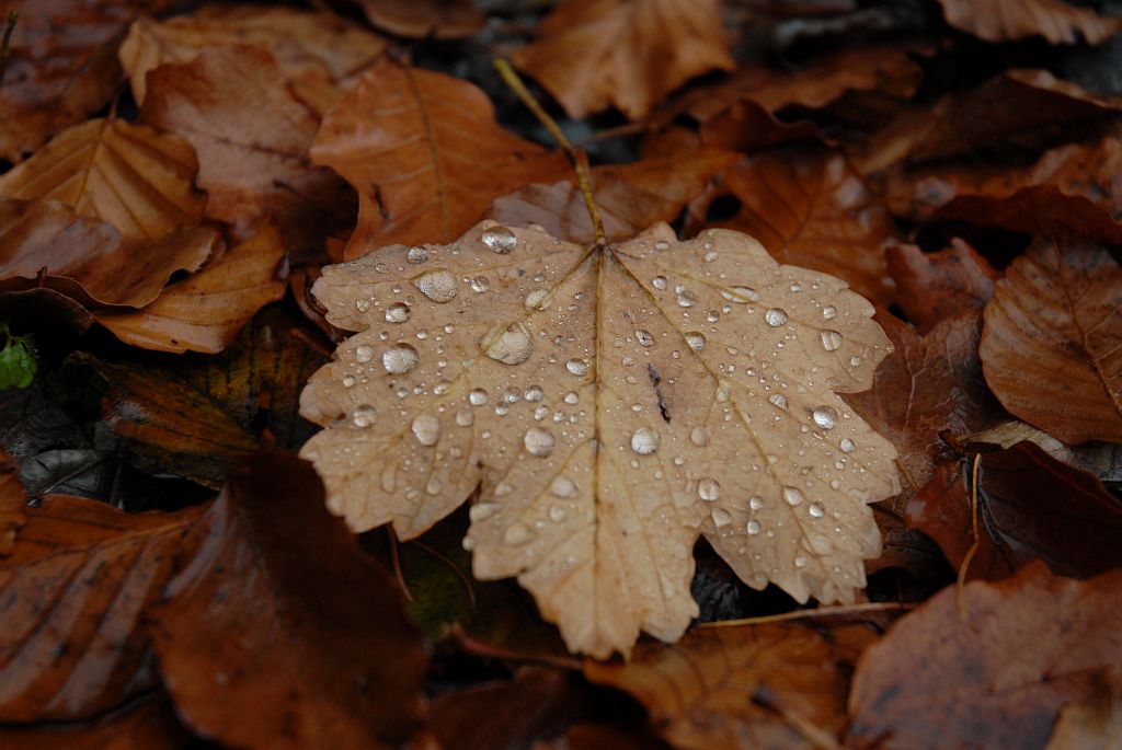 feuille d'automne - photo R.Papet - PN Ecrins