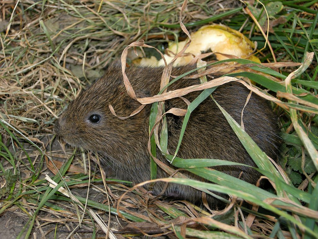 petit mammifère - photo D.Combrisson - Parc national des Ecrins petit mammifère - photo D.Combrisson - Parc national des Ecrins