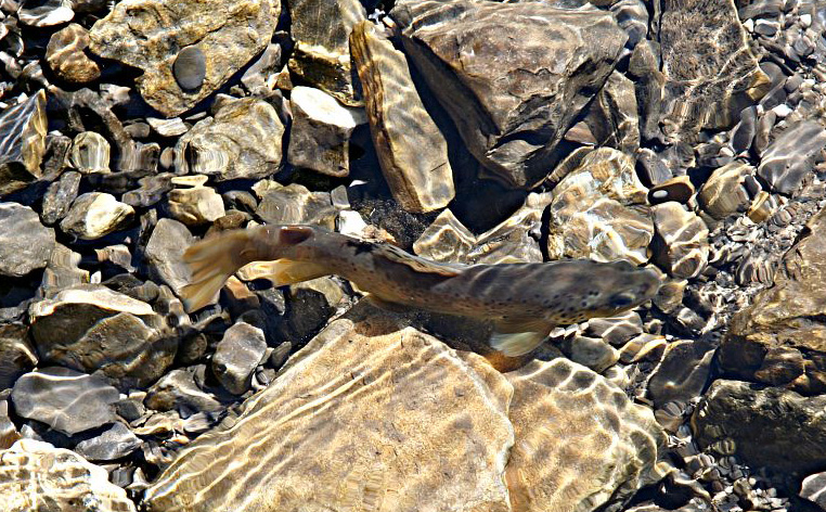 Truite fario © JP Telmon - Parc national des Ecrins Truite fario © JP Telmon - Parc national des Ecrins