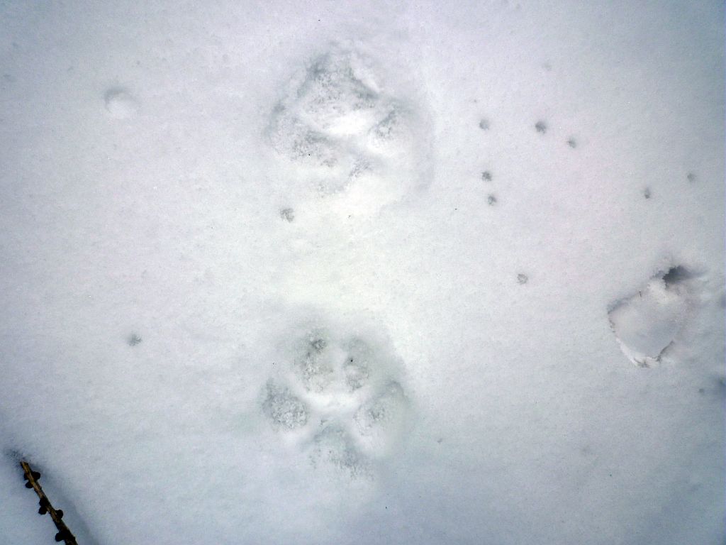 Trace de loup dans la neige - © T-Maillet - Parc national des Ecrins Trace de loup dans la neige - © T-Maillet - Parc national des Ecrins