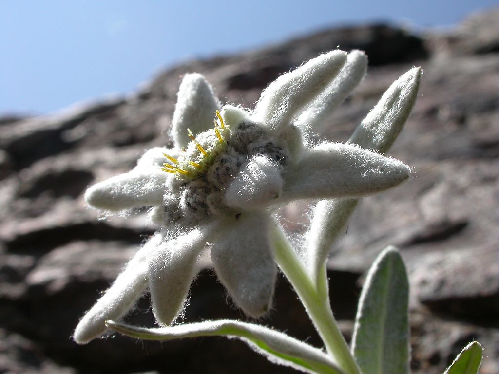 Edelweiss © C-Albert, Parc national des Ecrins