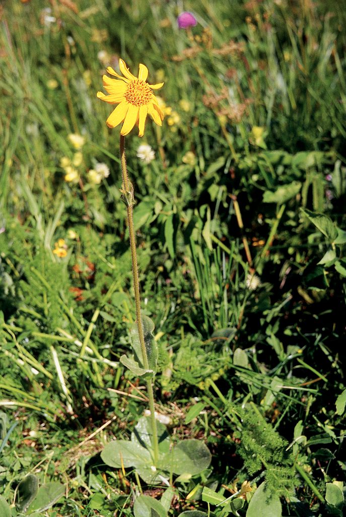 L'arnica © Bernard Nicollet - Parc national des Ecrins L'arnica © Bernard Nicollet - Parc national des Ecrins