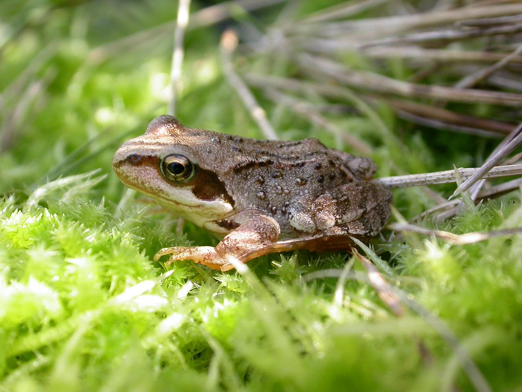 le réveil des amphibiens - © Jean Philippe Telmon - Parc national des Ecrins