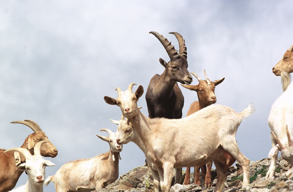 faune sauvage et faune domestique - © Robert Chevalier - Parc national des Ecrins