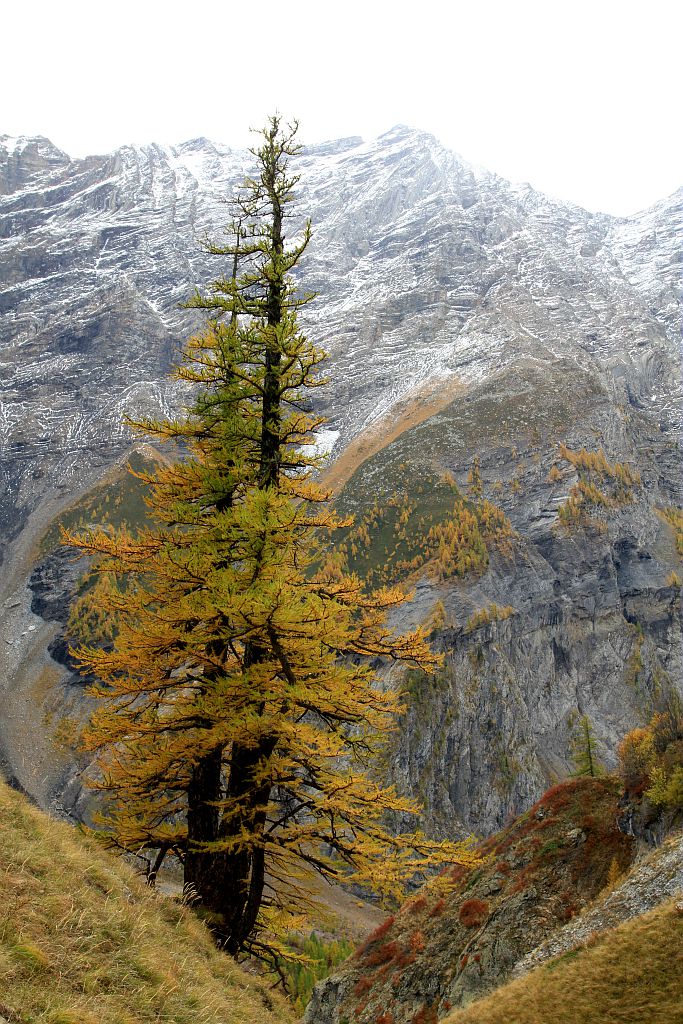 Mélèze © Jean-Philippe Telmon - parc national des Ecrins Mélèze © Jean-Philippe Telmon - parc national des Ecrins