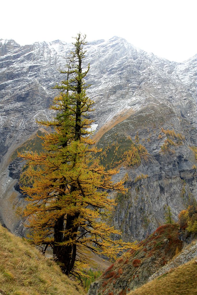 Mélèze © Jean-Philippe Telmon - parc national des Ecrins