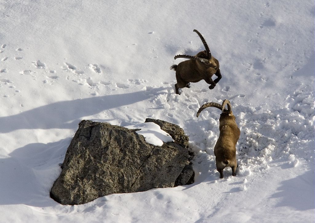 Combat bouquetins - © Robert Chevalier - Parc national des Ecrins Combat bouquetins - © Robert Chevalier - Parc national des Ecrins