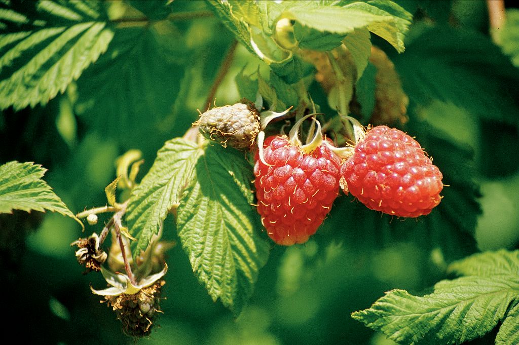 Framboise © Dominique Vincent - Parc national des Ecrins