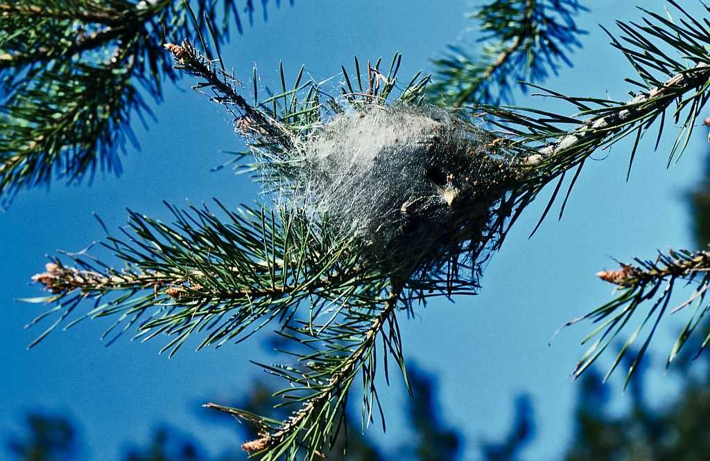 Chenille processionnaire du pin - © JP Nicollet - Parc national des Ecrins