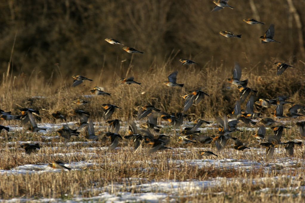 Pinsons du nord en vol - © Marc Corail - Parc national des Ecrins