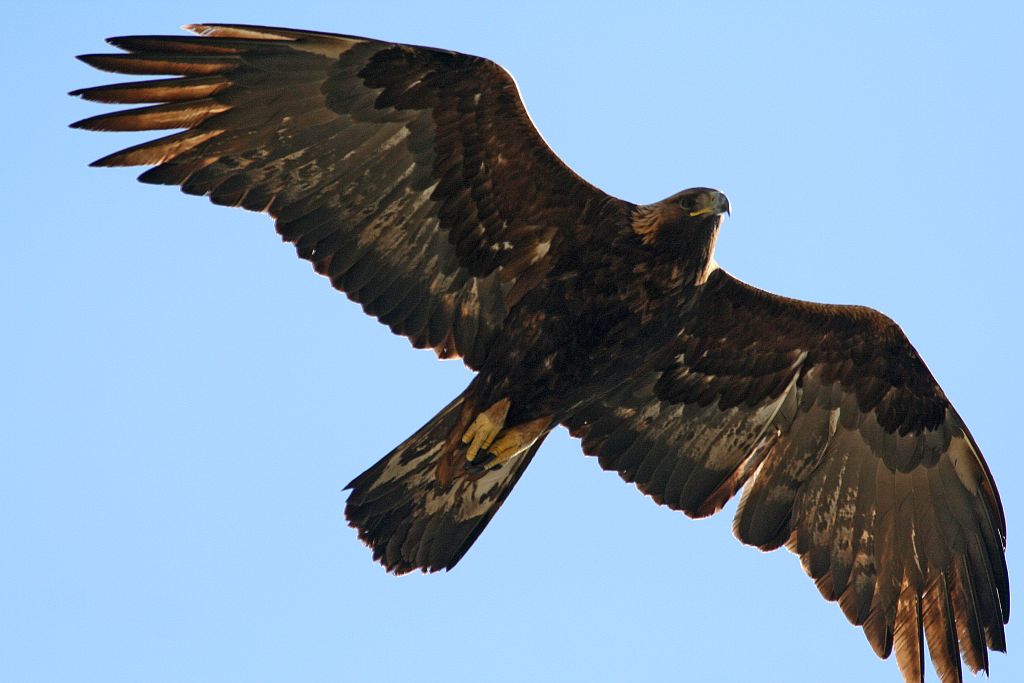 Aigle royal en vol © C.Couloumy - Parc national des Ecrins