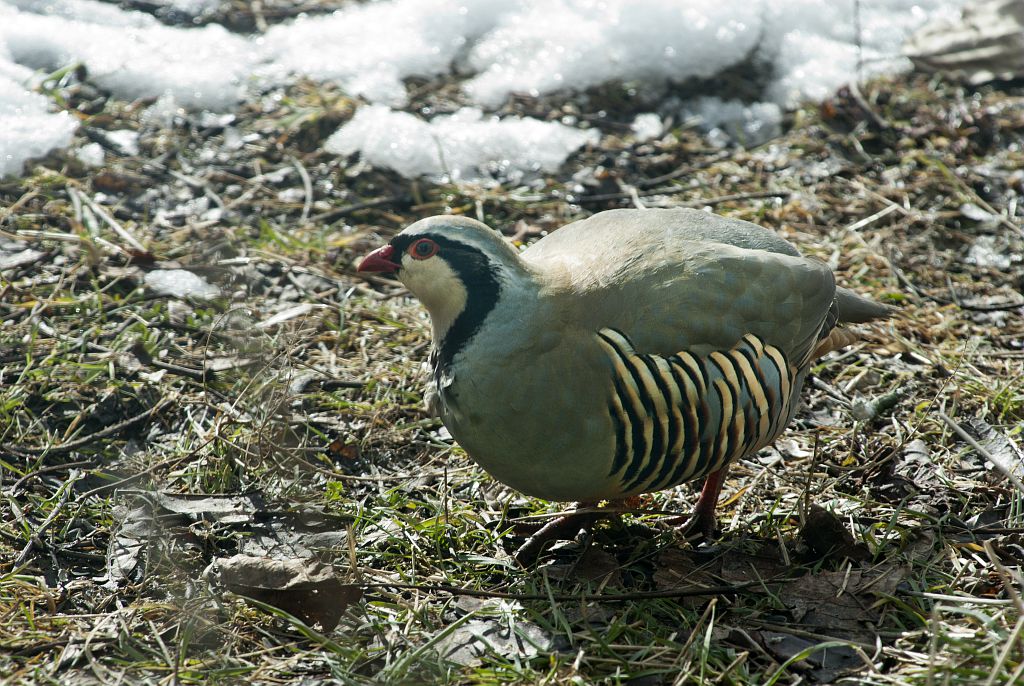 Bartavelle © M.Coulon - Parc national des Ecrins Bartavelle © M.Coulon - Parc national des Ecrins