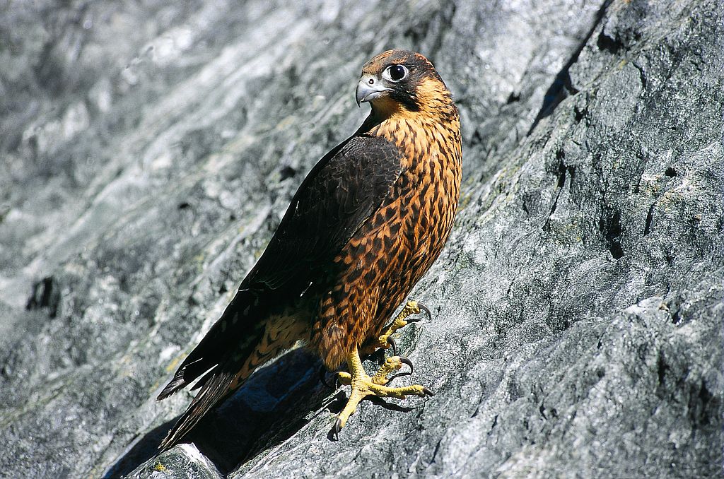 Faucon pèlerin © D.Fiat - Parc national des Ecrins