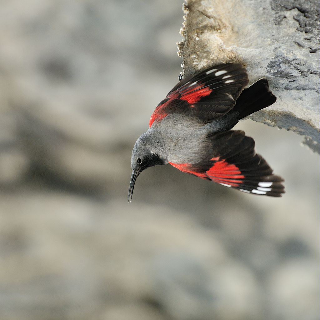 Tichodrome échelette © Mirelle Coulon - Parc national des Ecrins