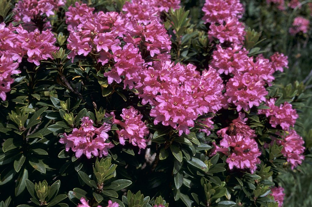 Rhododendron ferrugineux © MG Nicolas -Parc national des Ecrins