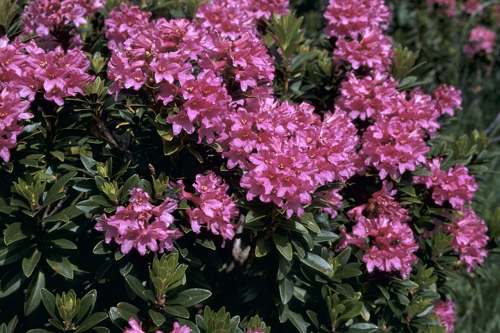 Rhododendron ferrugineux © MG Nicolas -Parc national des Ecrins Rhododendron ferrugineux © MG Nicolas -Parc national des Ecrins