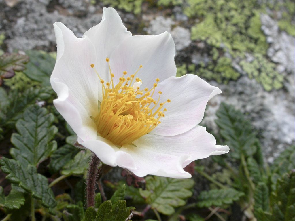 Dryade à 8 pétales - © C.Albert - Parc national des Ecrins