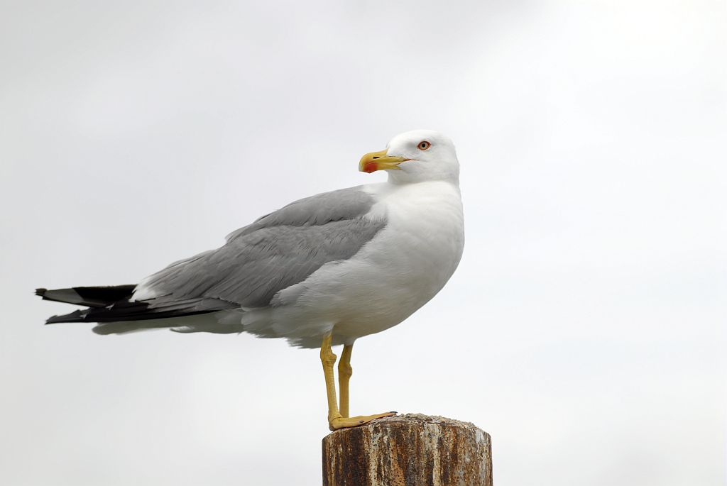 goeland © M.Coulon - Parc national des Ecrins goeland © M.Coulon - Parc national des Ecrins
