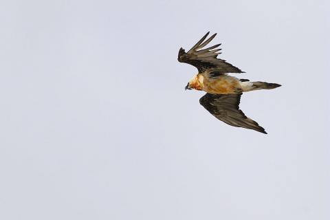 Gypaète barbu © M.Coulon - Parc national des Ecrins