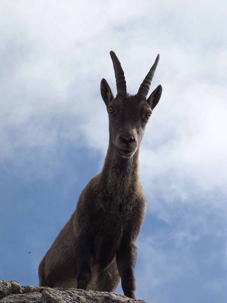 bouquetin © Thierry Maillet - Parc national des Ecrins