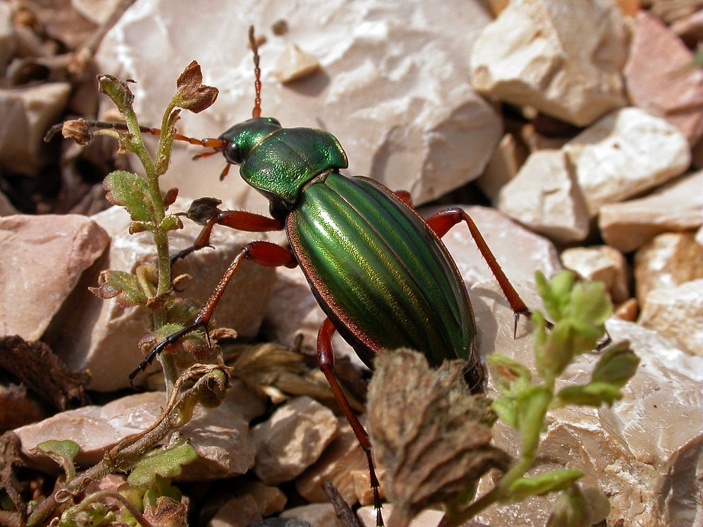 Carabe doré © C.Albert - Parc national des Ecrins