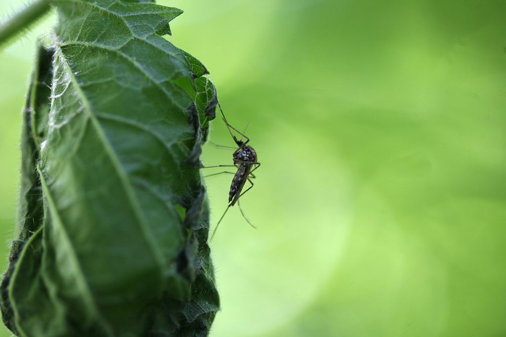 Moustique © Bernard Nicollet - parc national des Ecrins