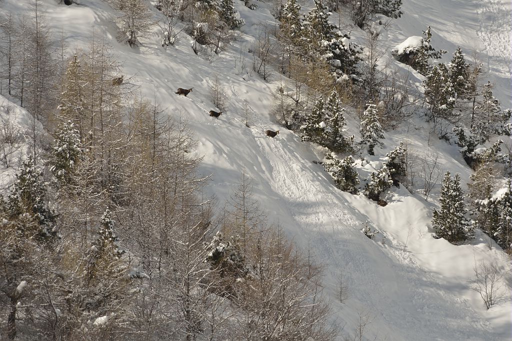 groupe de chamois - Reallon © M.Coulon - Parc national des Ecrins groupe de chamois - Reallon © M.Coulon - Parc national des Ecrins