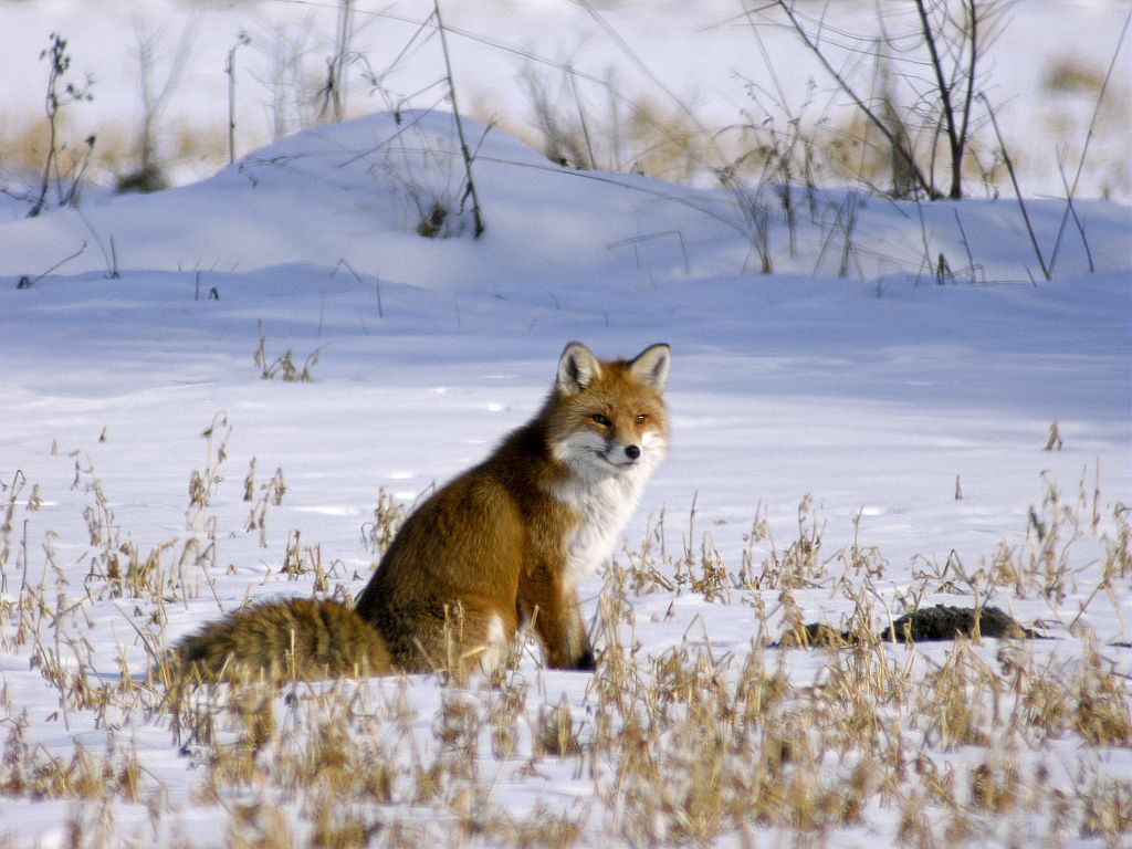 Le renard © D.Combrisson - Parc national des Écrins