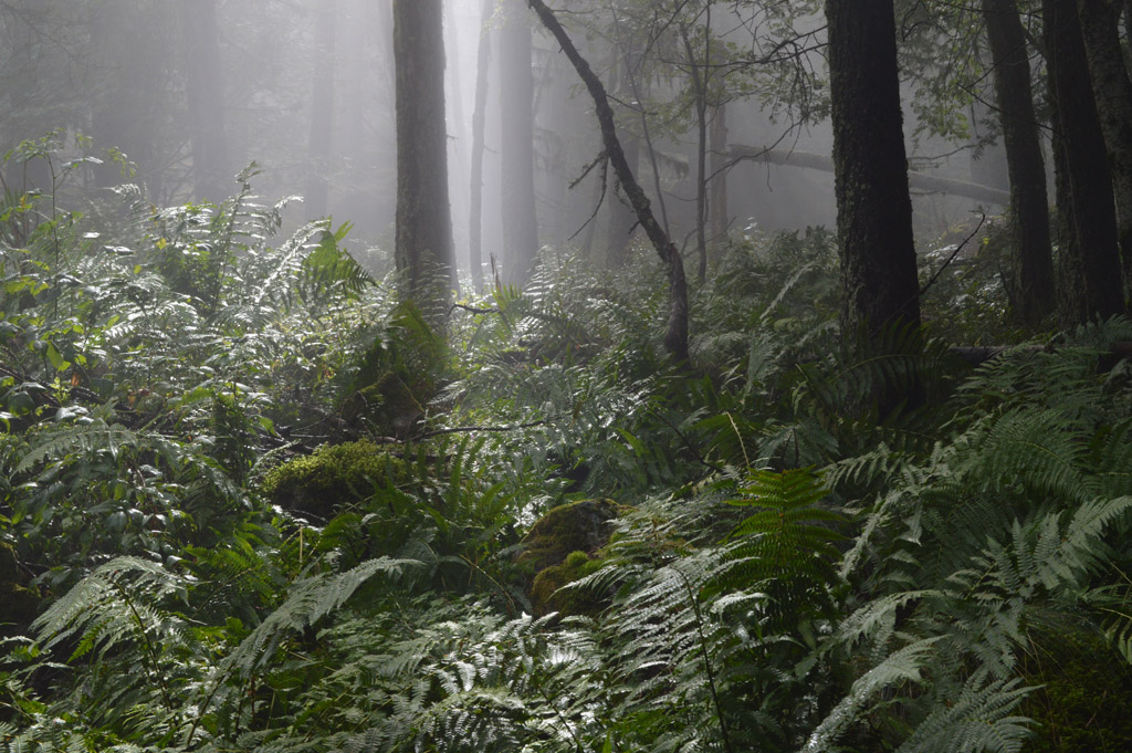 forêt-ancienne-vers-Archinard-(Orcières) © J.Guilloux-Parc national des Ecrins