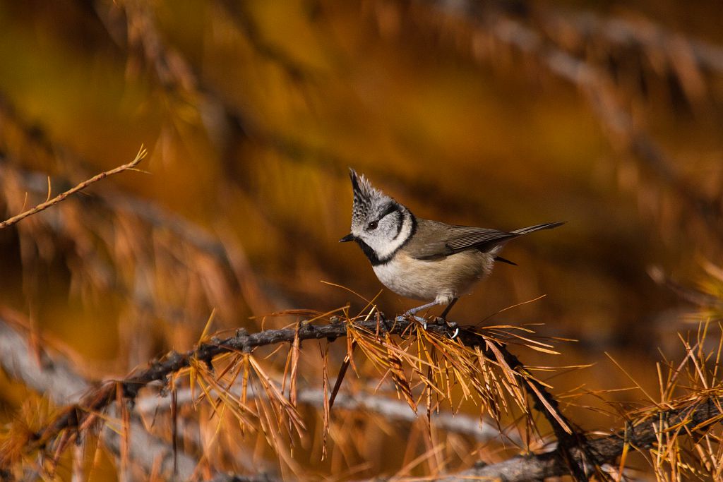 Mésange huppée © C-Albert - Parc national des Ecrins