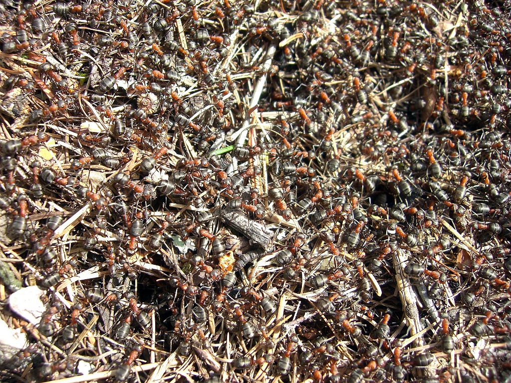 Fourmillière de fourmis rousses - © S.Durix -Parc national des Ecrins Fourmillière de fourmis rousses - © S.Durix -Parc national des Ecrins