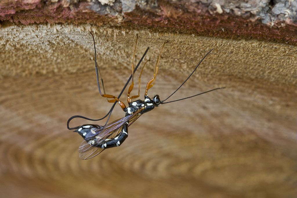 grand ichneumon - © B.Nicollet - Parc national des Ecrins grand ichneumon - © B.Nicollet - Parc national des Ecrins