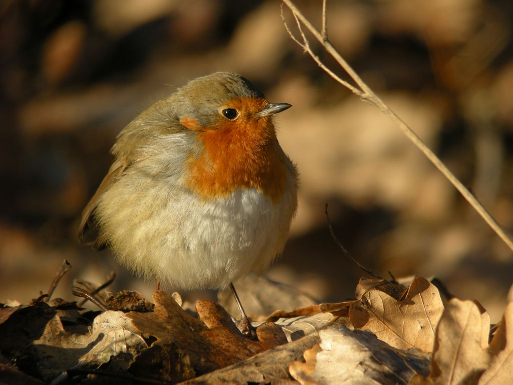 Rouge gorge familier - © D.Combrisson - Parc national des Écrins