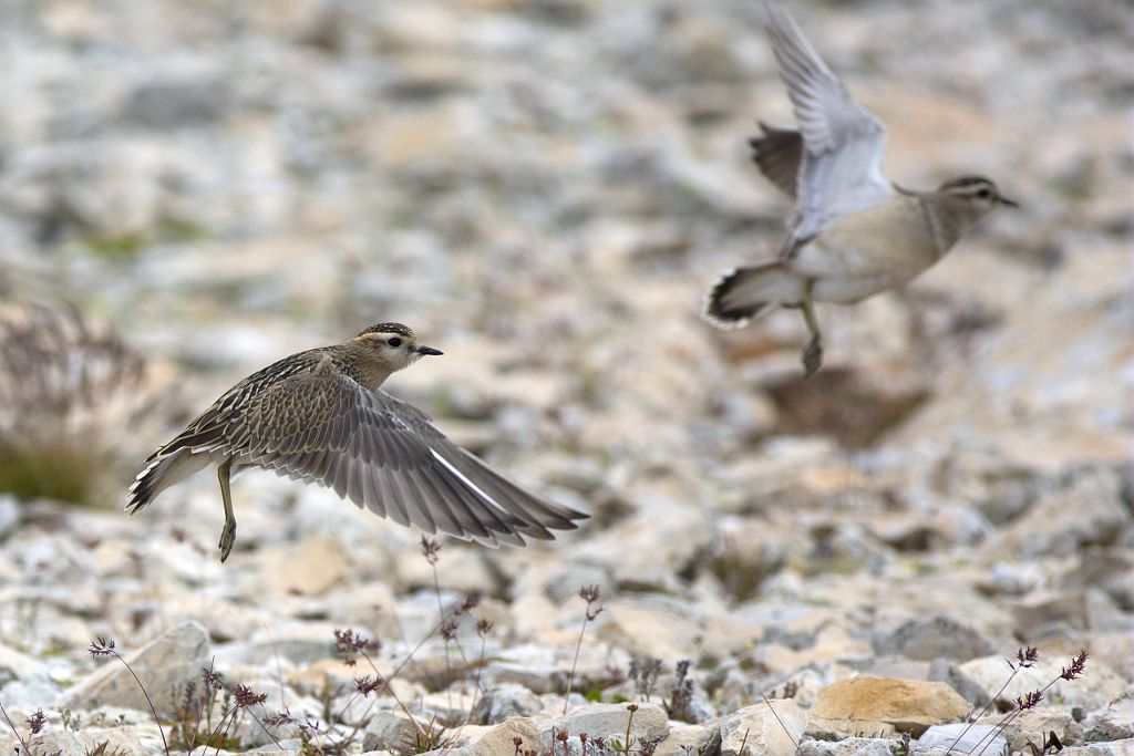 Pluvier Guignard - © P.Saulay - Parc national des Ecrins