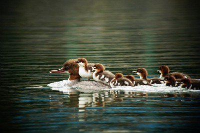 Harle bièvre première reproduction dans les hautes-Alpes © D.Combrisson-Parc national des Écrins Harle bièvre première reproduction dans les hautes-Alpes © D.Combrisson-Parc national des Écrins
