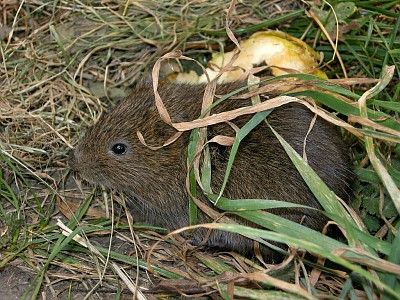 Campagnol amphibie - © D-Combrisson - Parc national des Écrins