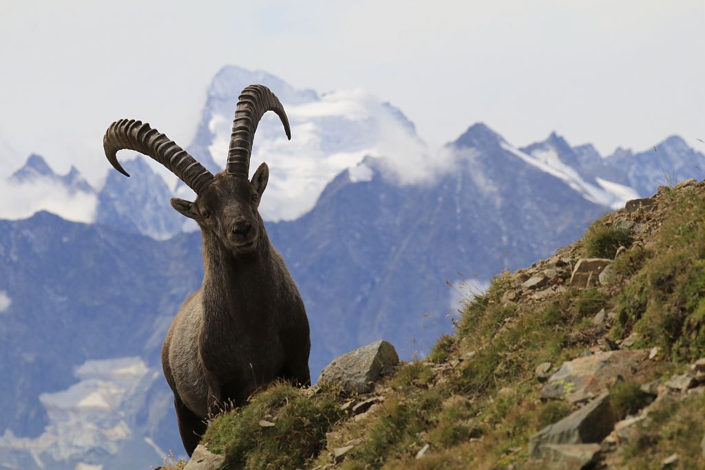 Bouquetin des Cerces - © C.Coursier - Parc national des Ecrins Bouquetin des Cerces - © C.Coursier - Parc national des Ecrins