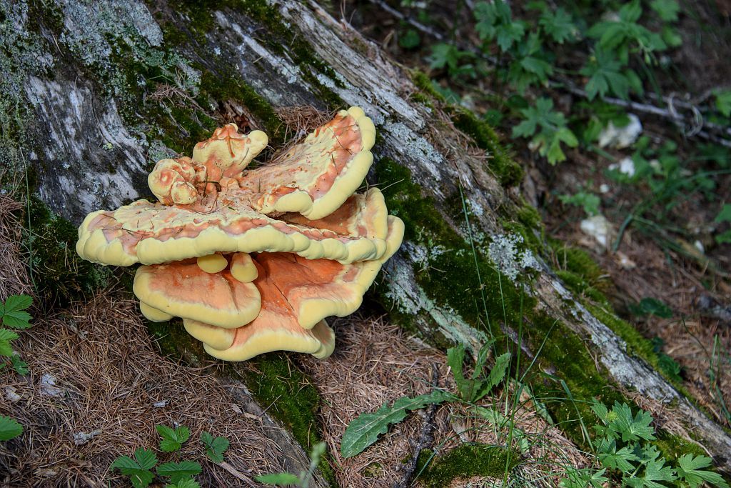 Polypre soufré - © M.Coulon - Parc national des Ecrins