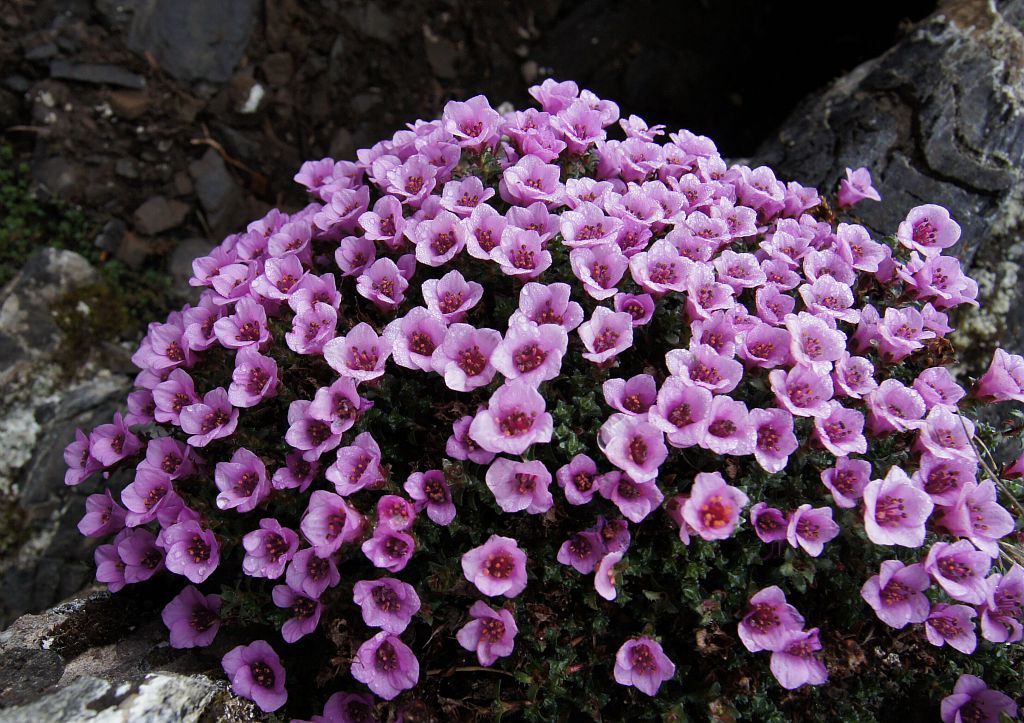 saxifrages à feuilles opposées - © L.Imberdis - Parc national des Écrins