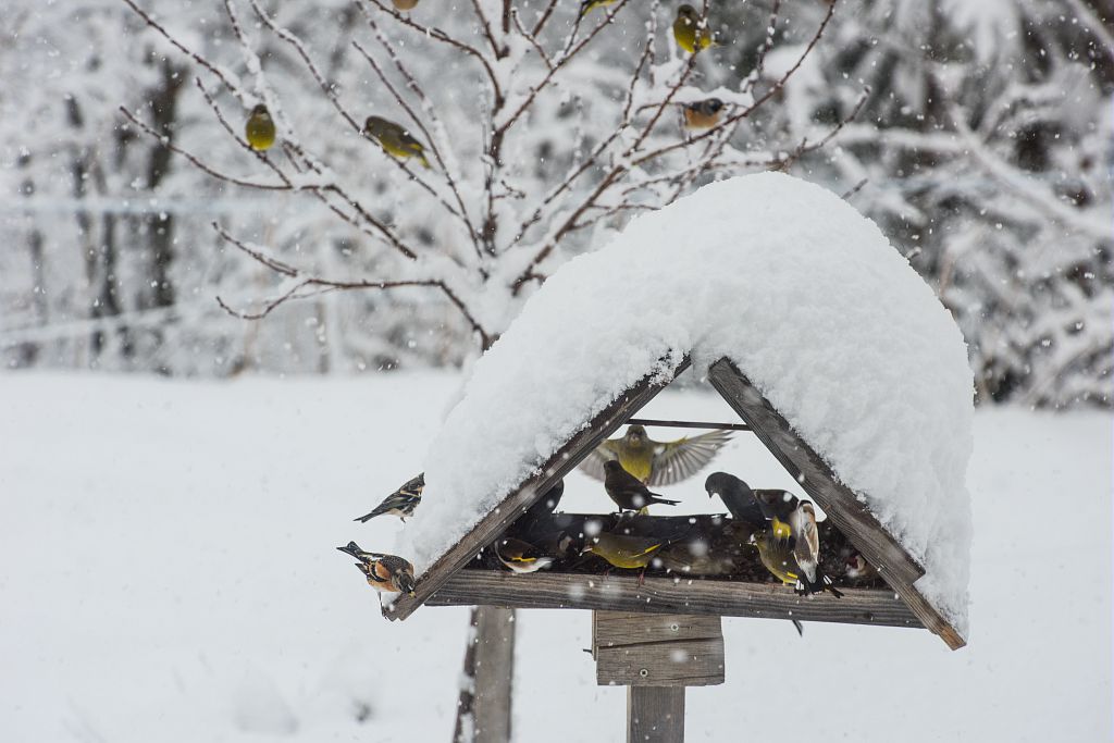 Passereaux dans la neige - © M.Coulon - Parc national des Ecrins