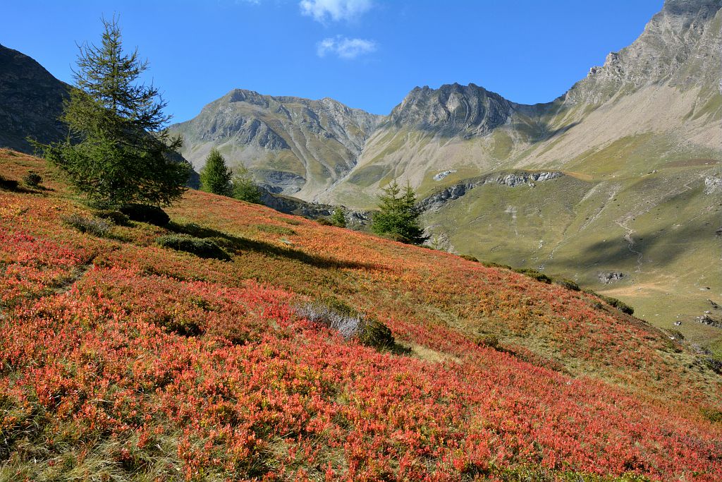 myrtilles à l'automne au Vallon, au fond le col de la Coupa Réallon  © PNE / Coulon Mireille