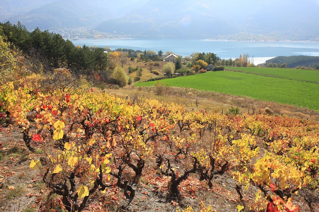 Vignes en Embrunais © PNE / Bouche Michel