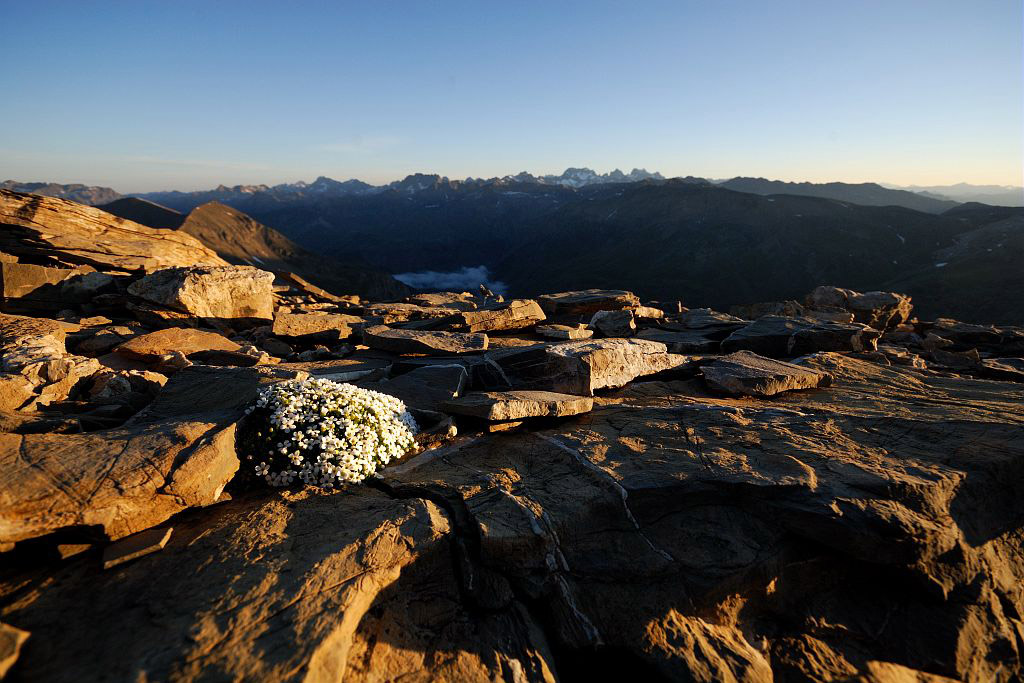 Androsace helvétique au sommet du Mourre Froid, au fond le massif des Ecrins © PNE / Coulon Mireille
