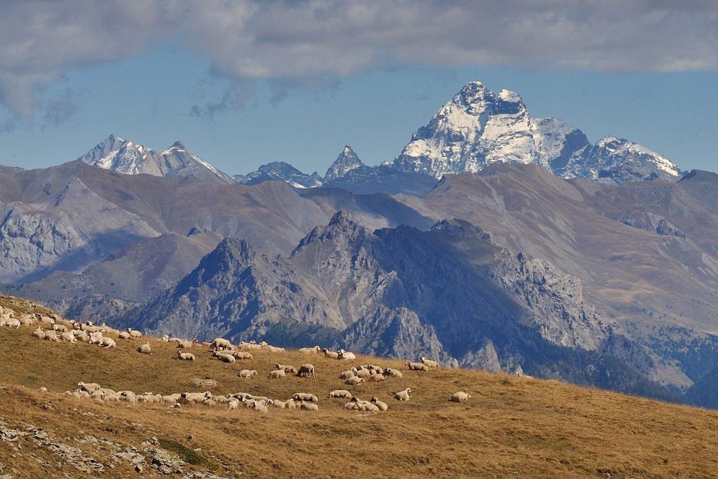 Troupeau de brebis à l'Alp de Réotier - Vautisse - au fond le Queyras et le mont Viso © PNE / Coulon Mireille