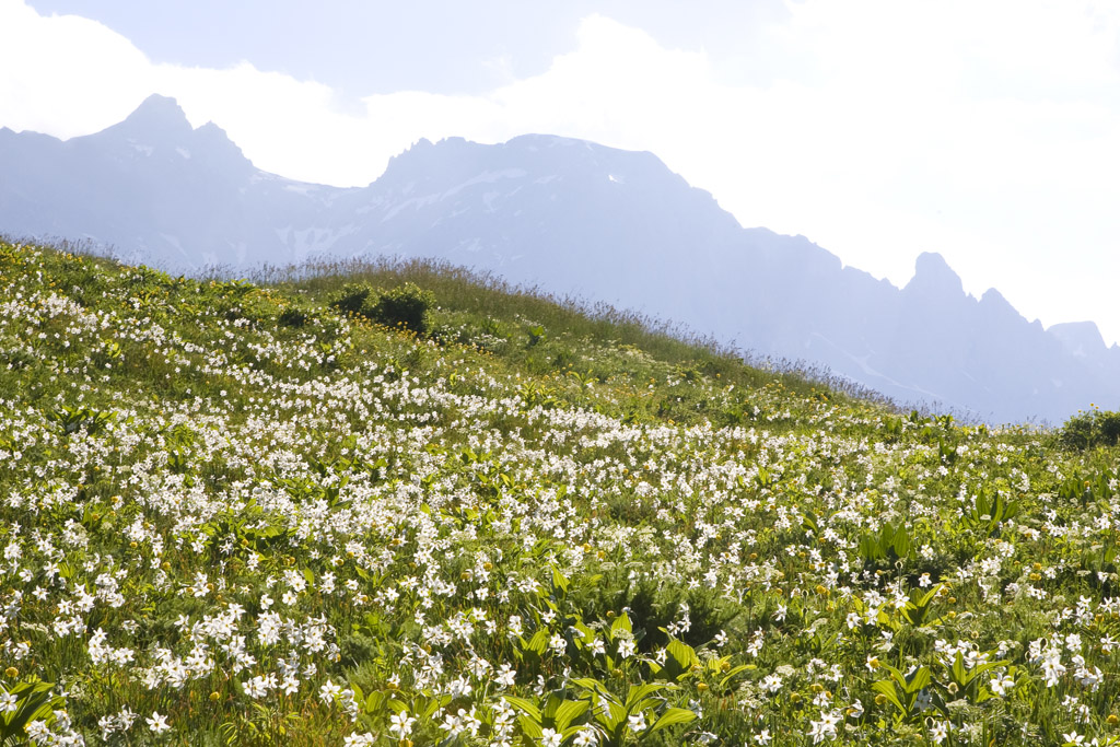 Champs de narcisse au col du Lautaret © PNE / Pascal Saulay